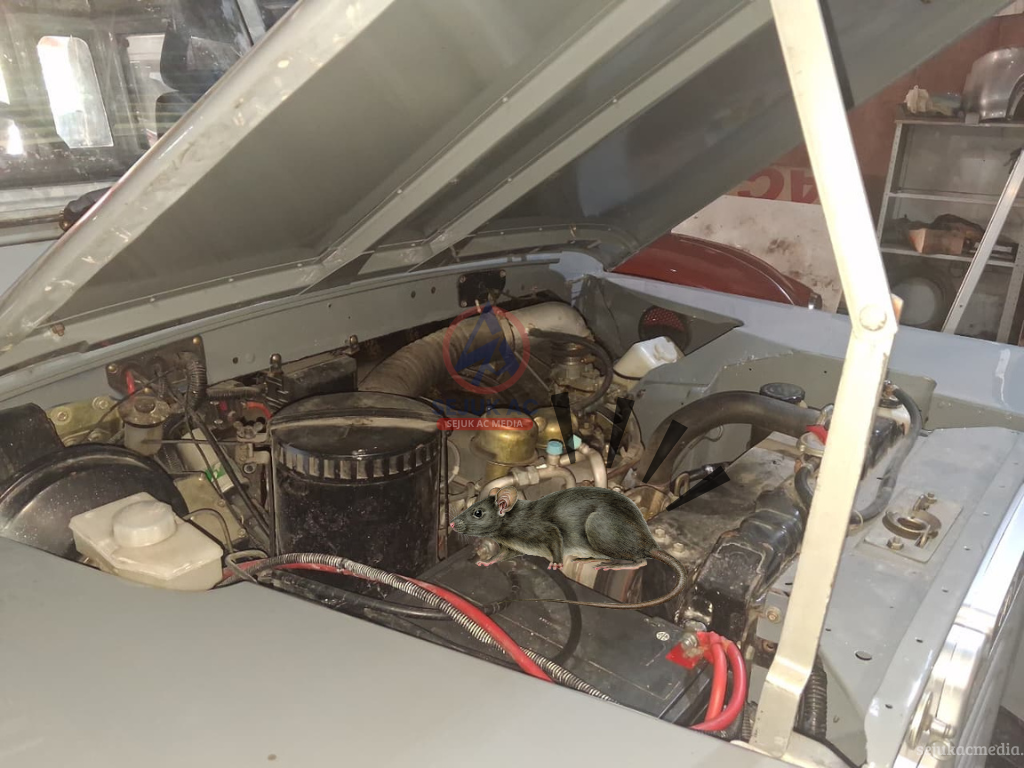 Tikus Masuk Ruang Mesin Mobil